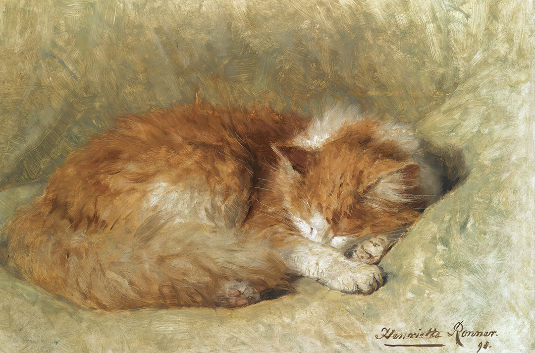 A Sleeping Cat | Paper