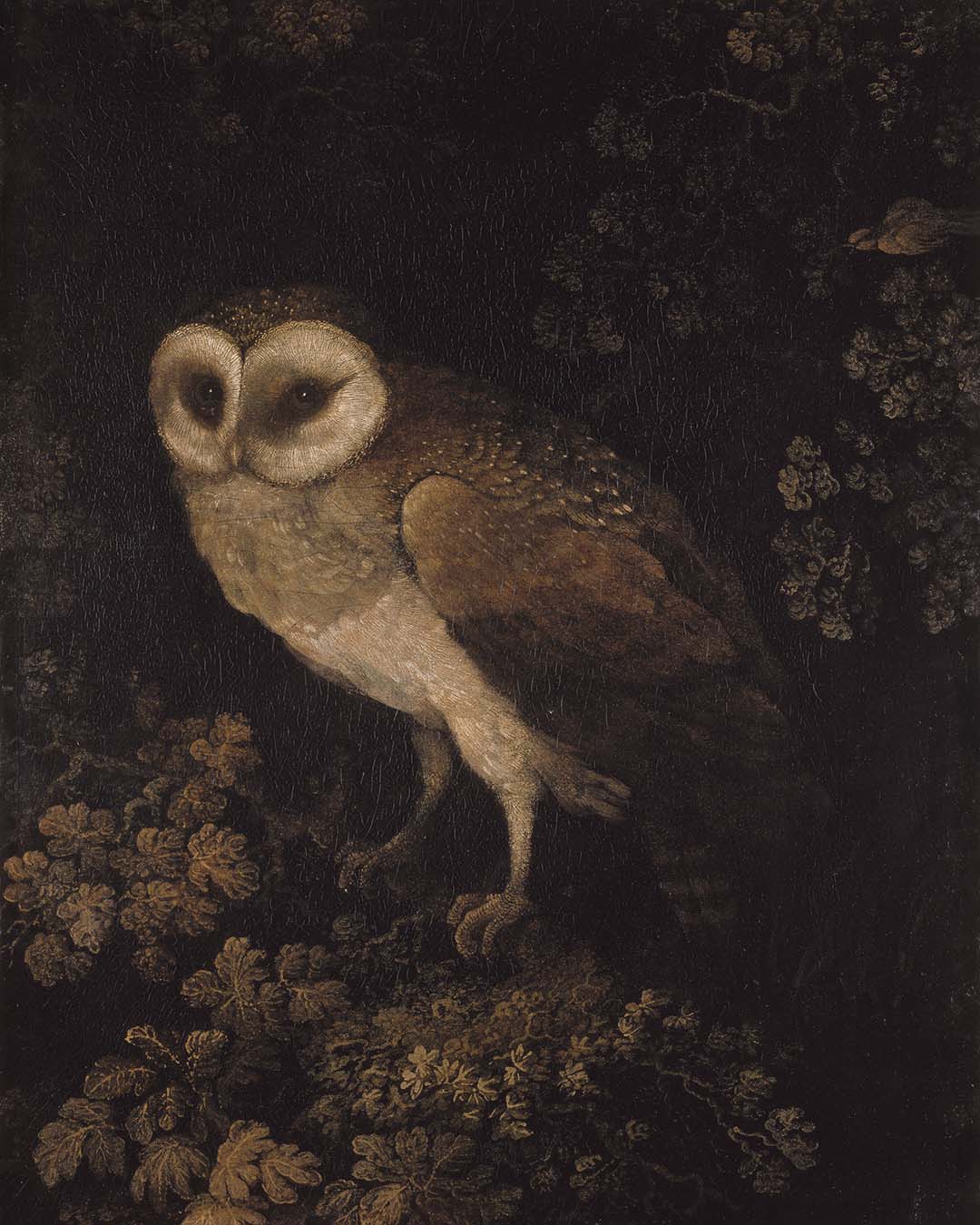 An Owl | Paper