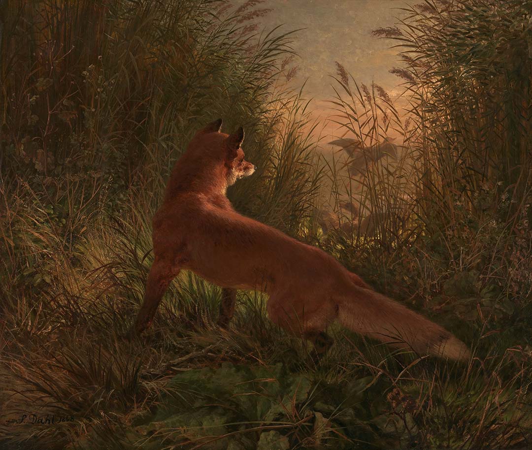 A Fox | Paper