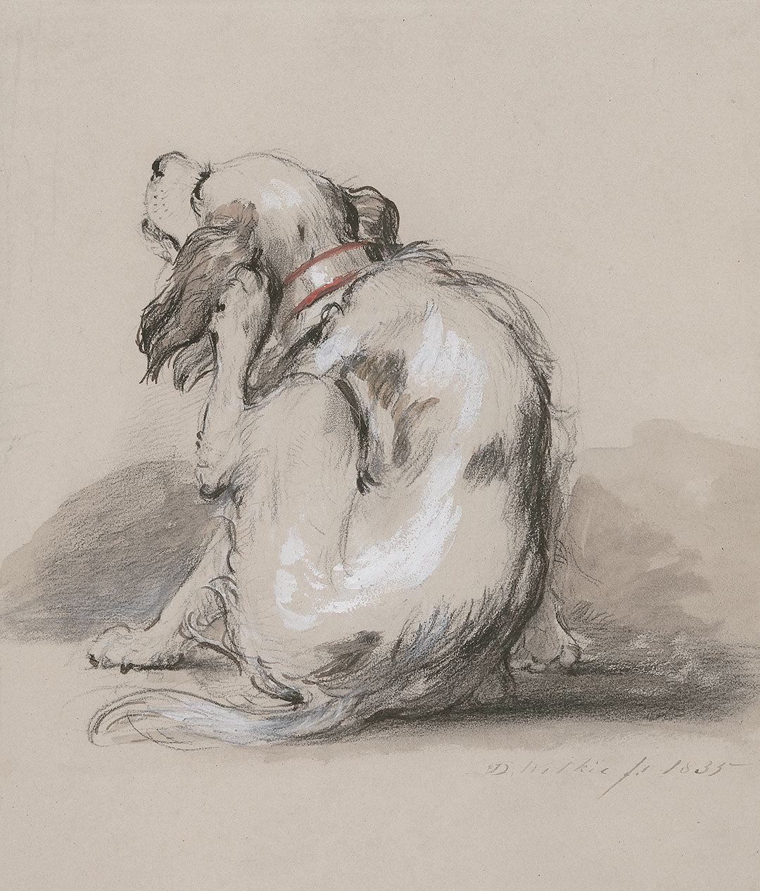 King Charles Spaniel | Paper