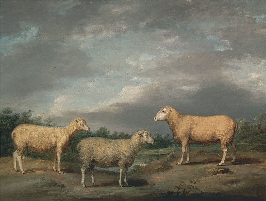 Ryelands Sheep | Paper